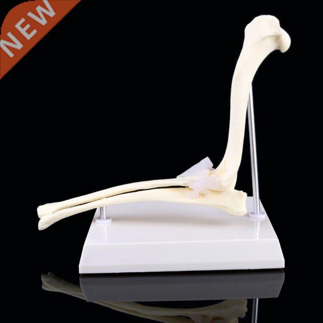 Dog Canine Elbow Joint Model Veterinary Teaching Research An