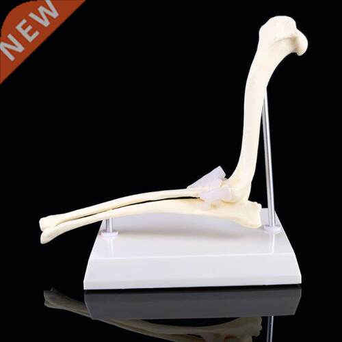 Dog Canine Elbow Joint Model Veterinary Teaching Research An