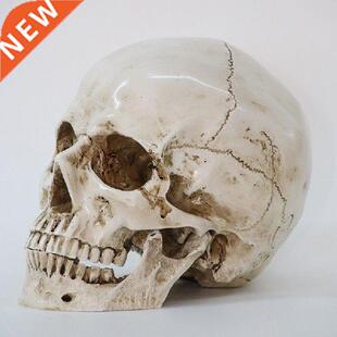 1Pcs Skeleton Head Model Resin Craft Skull High Quality