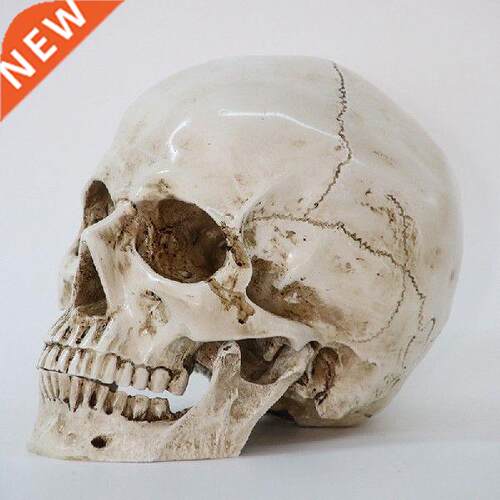1Pcs Skeleton Head Model Resin Craft Skull High Quality