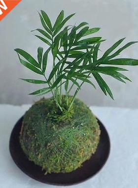 Pot Bola Lumut Sarang Burung Tanaman Bunga Rumah Kantor