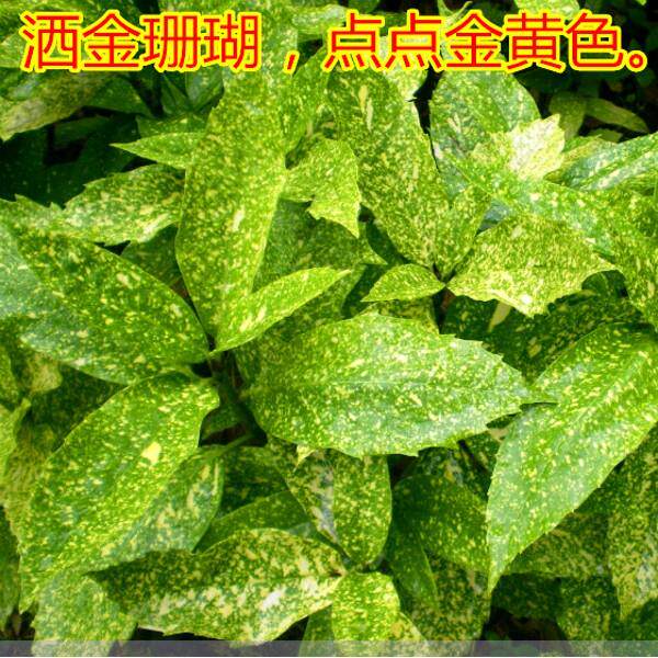 洒金珊瑚桃叶苗四季常青植图片