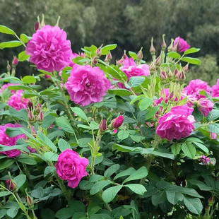 食用玫瑰花苗平阴大马士革玫瑰盆栽阳台庭院四季开花浓香花饼馅苗
