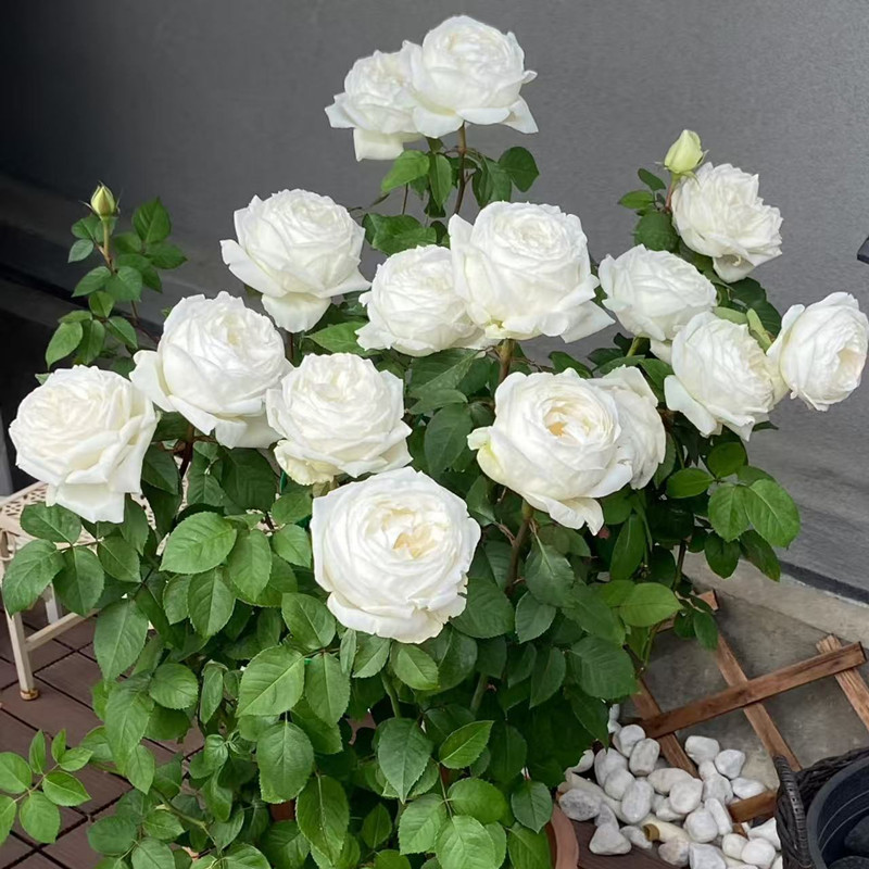 婚礼之路月季花大苗玫瑰盆栽