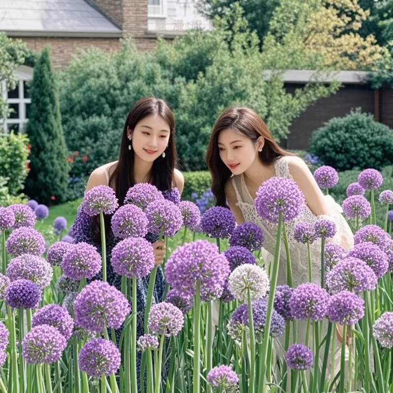 大花葱种球荷兰进口耐寒卉