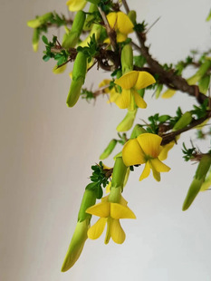 金雀花树苗盆栽锦鸡儿阳台庭院食用阳雀花根盆景老桩黄金雀花根苗