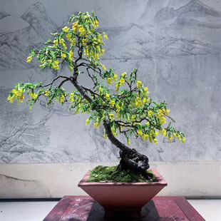 【一物一拍】黄金雀造型盆景老桩可食用可观赏高档盆景苗金雀花苗