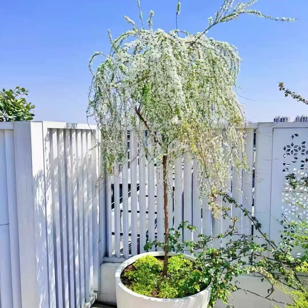 喷雪花棒棒糖盆栽大苗雪柳室内外耐寒花卉阳台庭院耐晒植物好养活