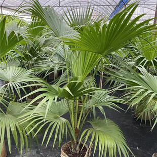 蒲葵植物棕榈科树扇叶室内外绿植四季长青大型观叶好养活花镜造景
