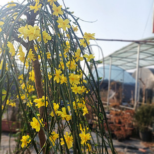 迎春花树苗盆景高杆探春花庭院盆栽攀援爬藤垂吊类花卉报春花植物