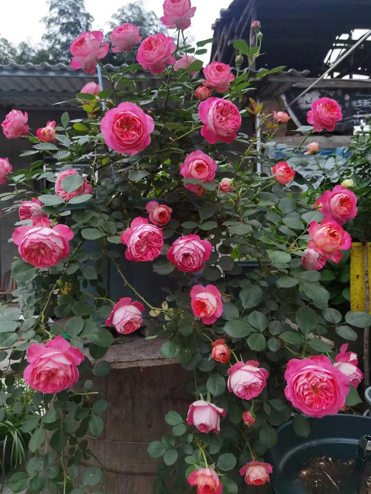 藤宝贝月季花苗阳台多季开庭院爬墙蔷薇玫瑰花卉浪漫宝贝月季藤本