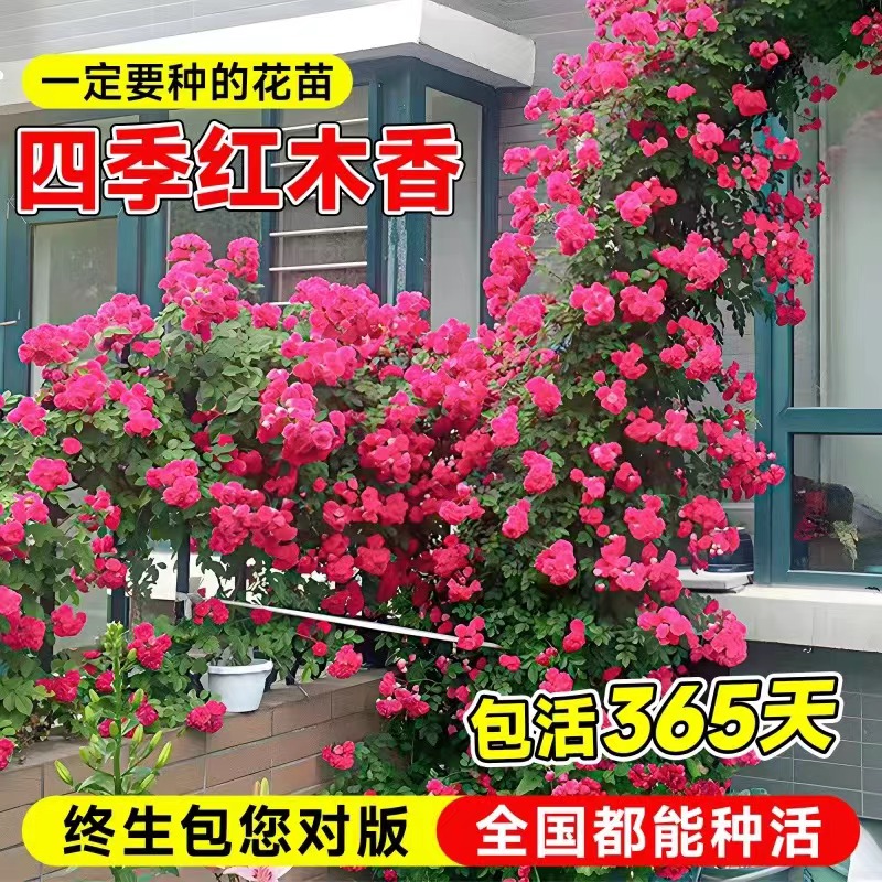 四季红木香花苗橙黄白木香爬藤蔷薇藤本月季植物庭院阳台四季花卉