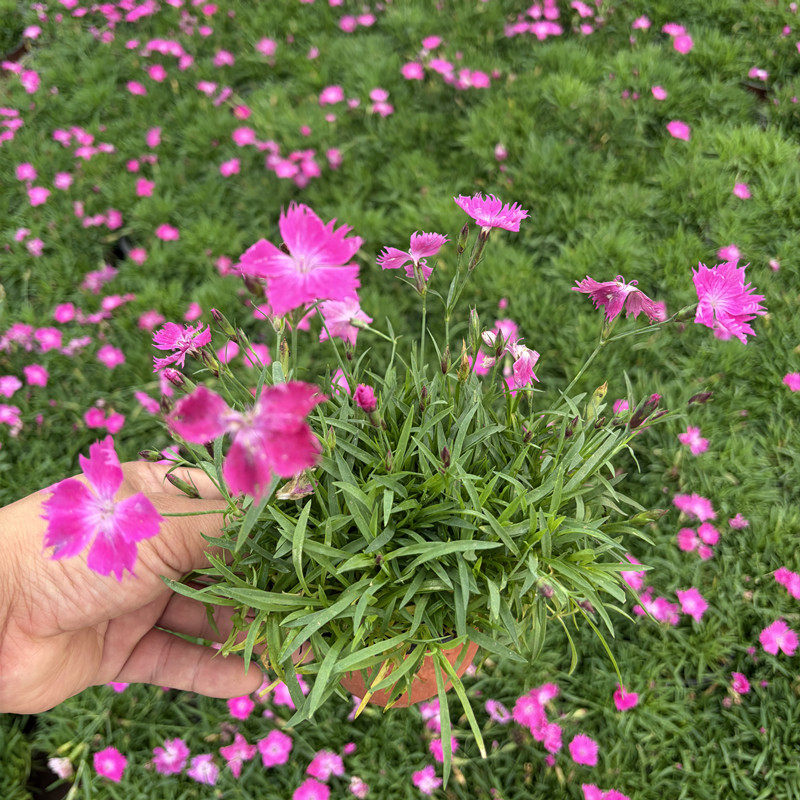 欧石竹盆栽粉贝石竹苗地被植物造景花镜草坪花期长庭院花卉多年生
