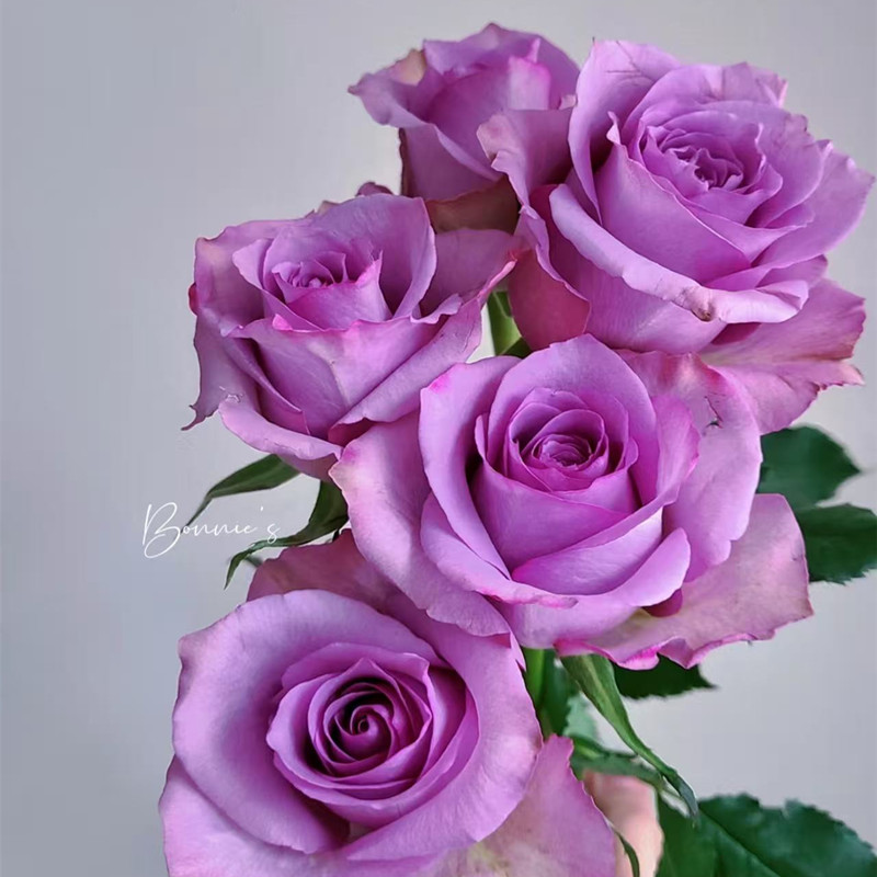 紫霞仙子玫瑰花苗月季盆栽