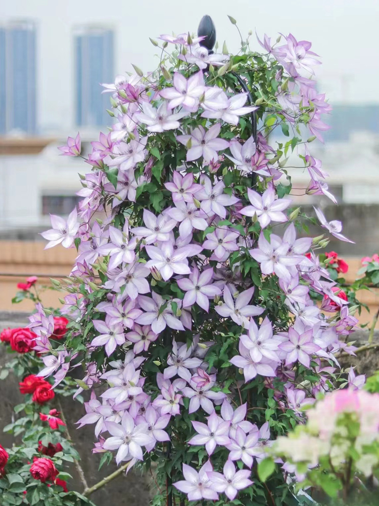 铁线莲花苗爬藤大苗阳台庭院耐寒植物花卉盆栽乌托邦四季开花藤本