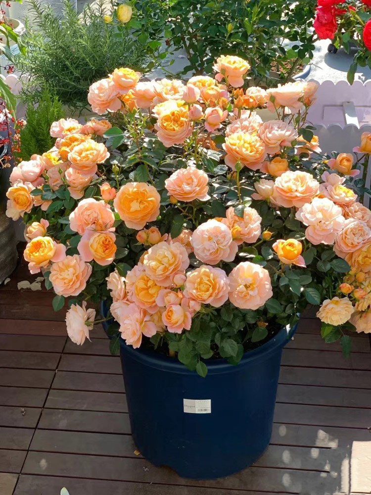 果汁阳台月季大花玫瑰多头微月