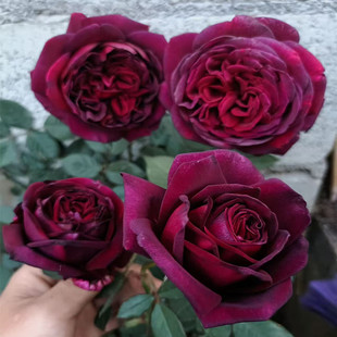 切花暗香月季超新品梅昂灌木大花暗红色浓香庭院阳台盆栽多季开花