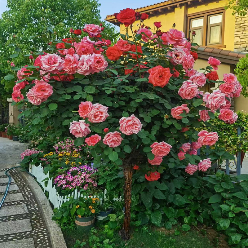 树桩月季大花浓香玫瑰