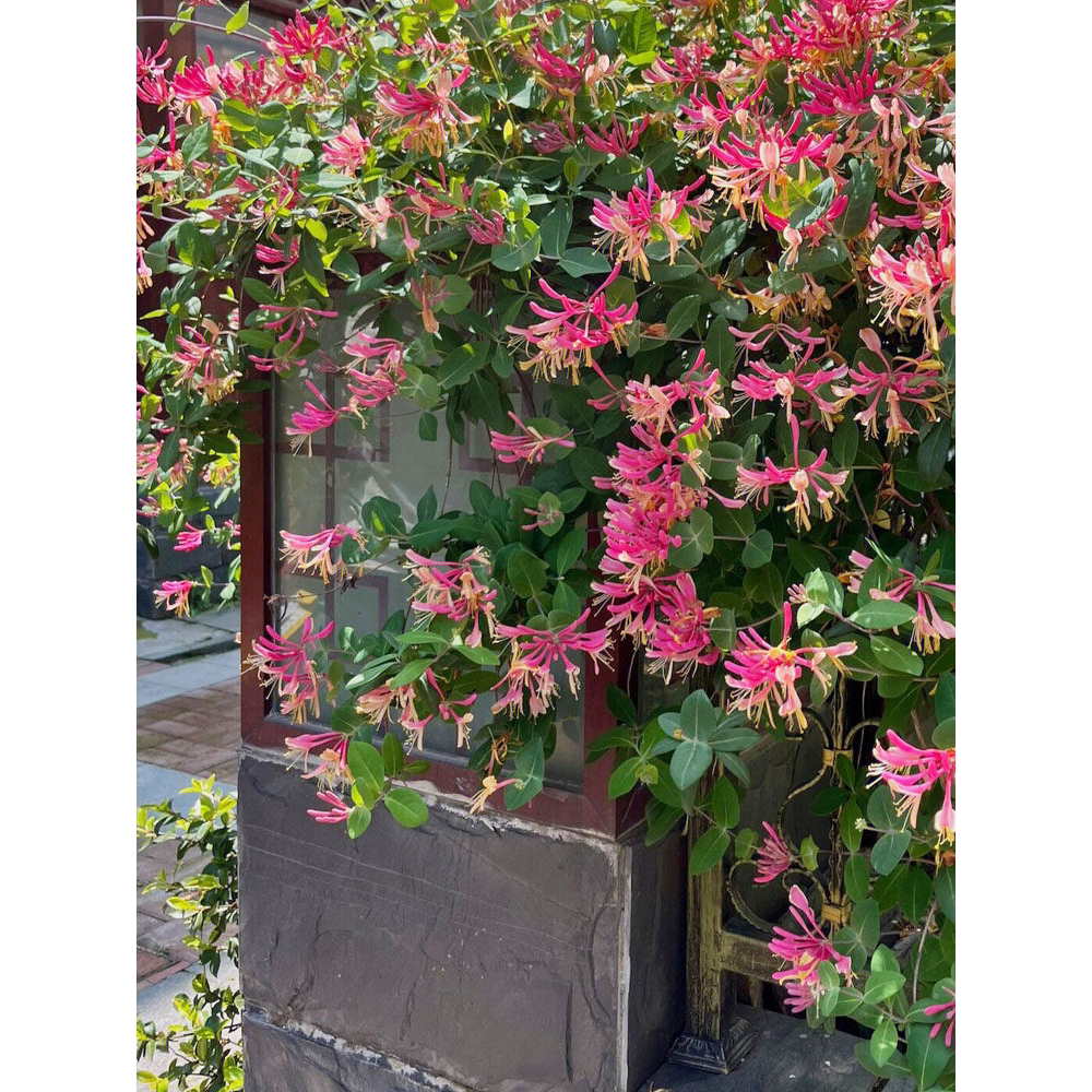京红久金银花树苗盆栽爬藤绿植物阳台庭院浓香多季开垂吊花卉耐寒