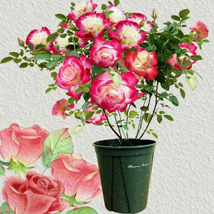 花卉绿植物阿班斯月季 大花月季 套餐浓香红双喜庭院阳台特大花多季