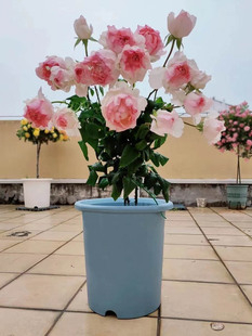 佩尔朱克月季花苗特大花浓果香味切花阳台花园观花绿植物盆栽四季