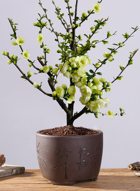 绿宝石海棠花盆栽彩玉海棠老桩长寿冠红色海棠盆景垂丝树苗阳台花