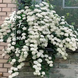 菱叶绣线菊八重小手球喷雪花盆栽珍珠梅耐寒耐热开花多植物可切花