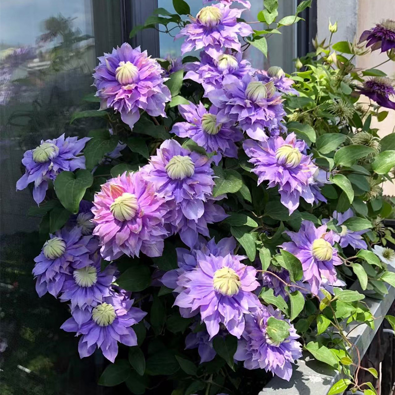 魔法喷泉耐热寒铁线莲花苗盆栽爬藤植物小中大苗重瓣大花藤本花卉