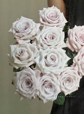 曼塔玫瑰花大盆栽复古灰色调肯尼亚切花月季阳台庭院多季花卉绿植