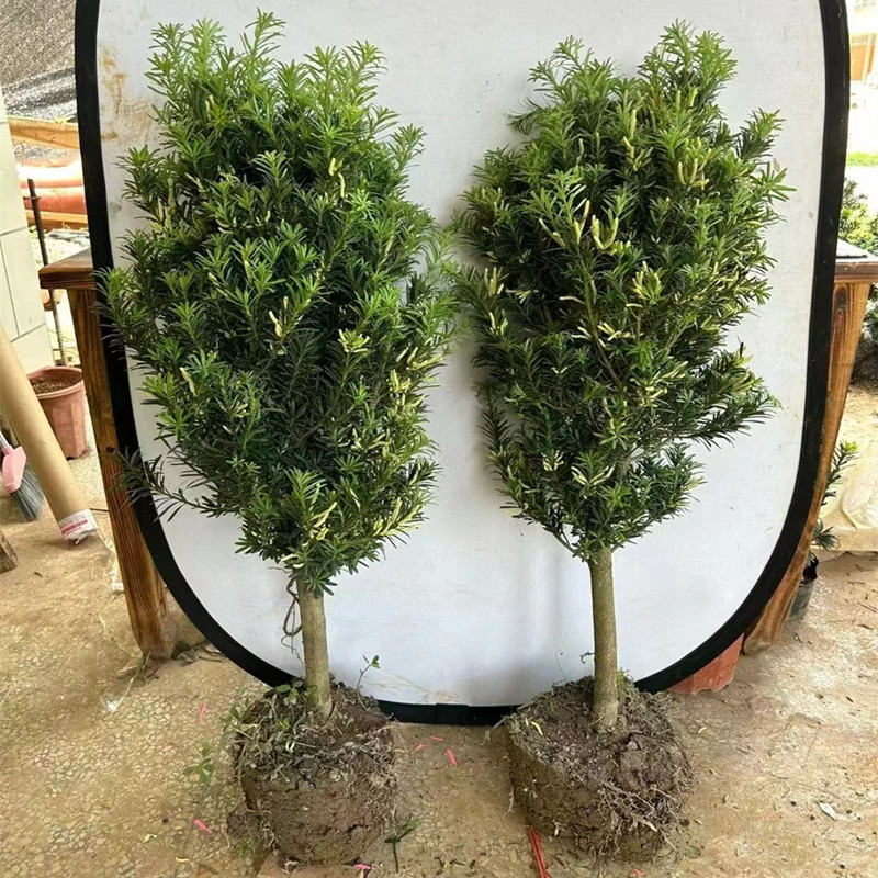 罗汉松树苗日本雀舌罗汉松庭院阳台室内花卉盆栽绿植可做盆景树桩