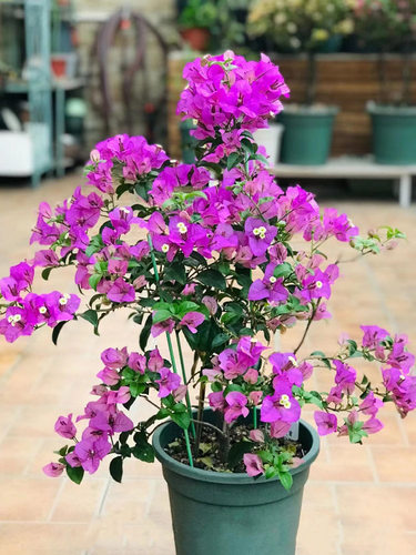 重瓣三角梅盆栽大苗带花老桩云南紫爬藤植物耐寒梅花卉四季开花