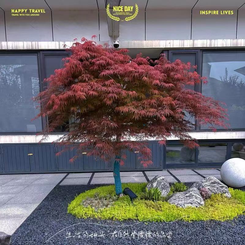 羽毛枫树苗日本垂枝枫小苗庭院彩叶耐寒绿化风景树盆栽造型红枫树