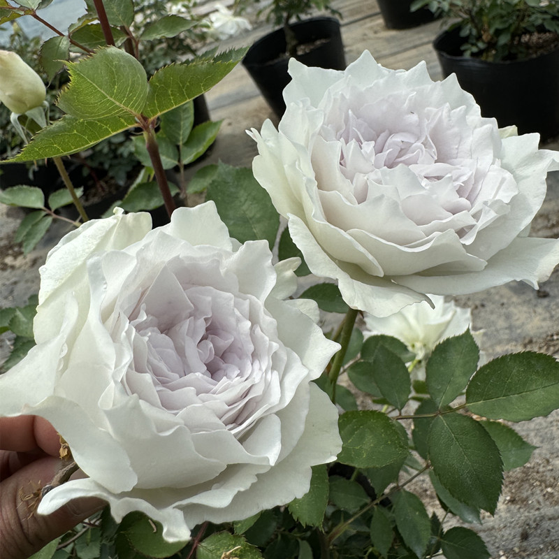 加百列大天使月季花大苗大花浓香多季开阳台花卉绿植物盆栽玫瑰花