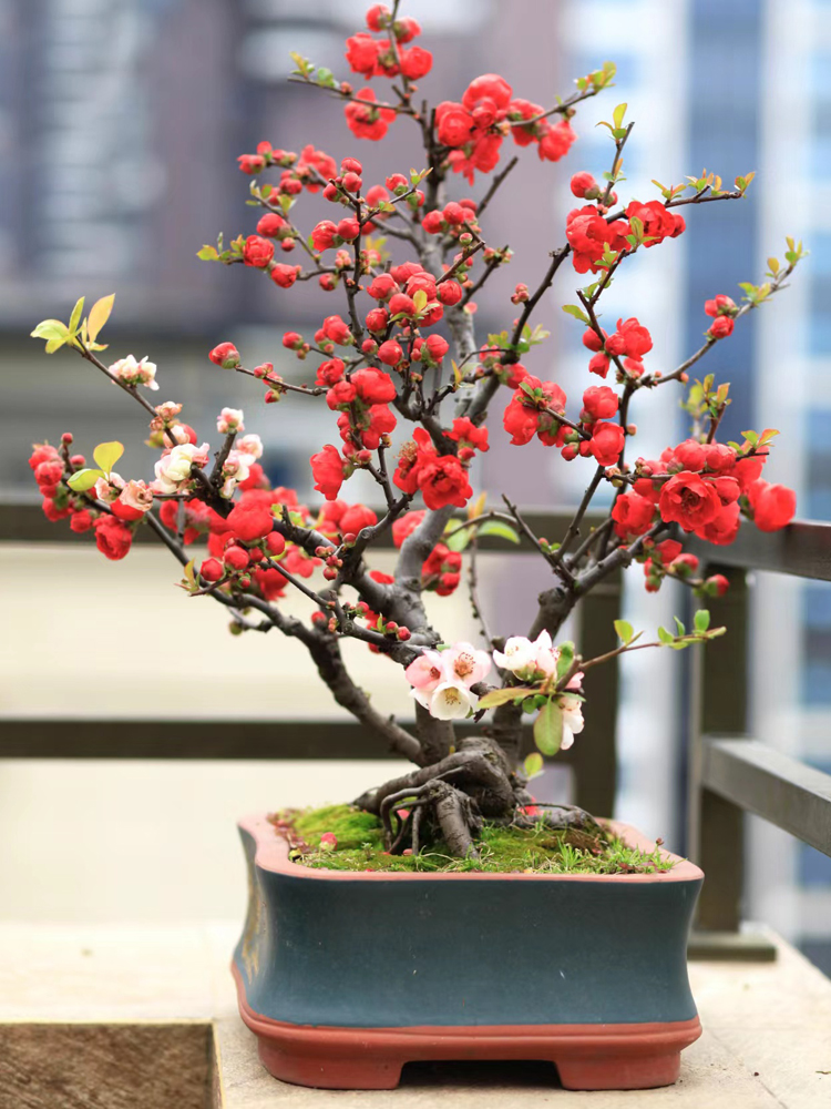 东洋锦海棠花盆栽原生重瓣老桩盆景复色四季海棠花垂丝庭院阳台花