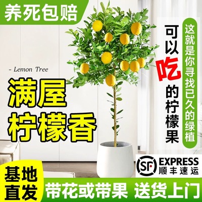 香水柠檬树盆栽带果大型绿