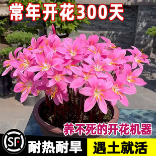 风雨兰多年生种球四季开花葱兰好养易活植物庭院阳台花卉耐寒耐热