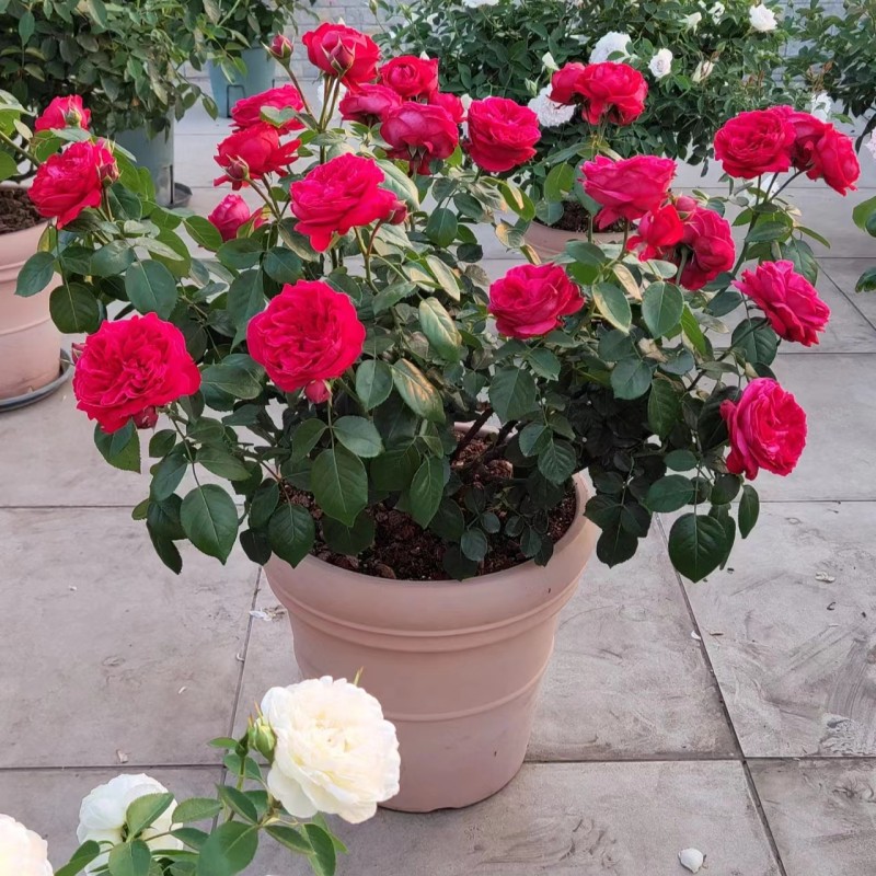 3加仑灌木月季花大苗系列