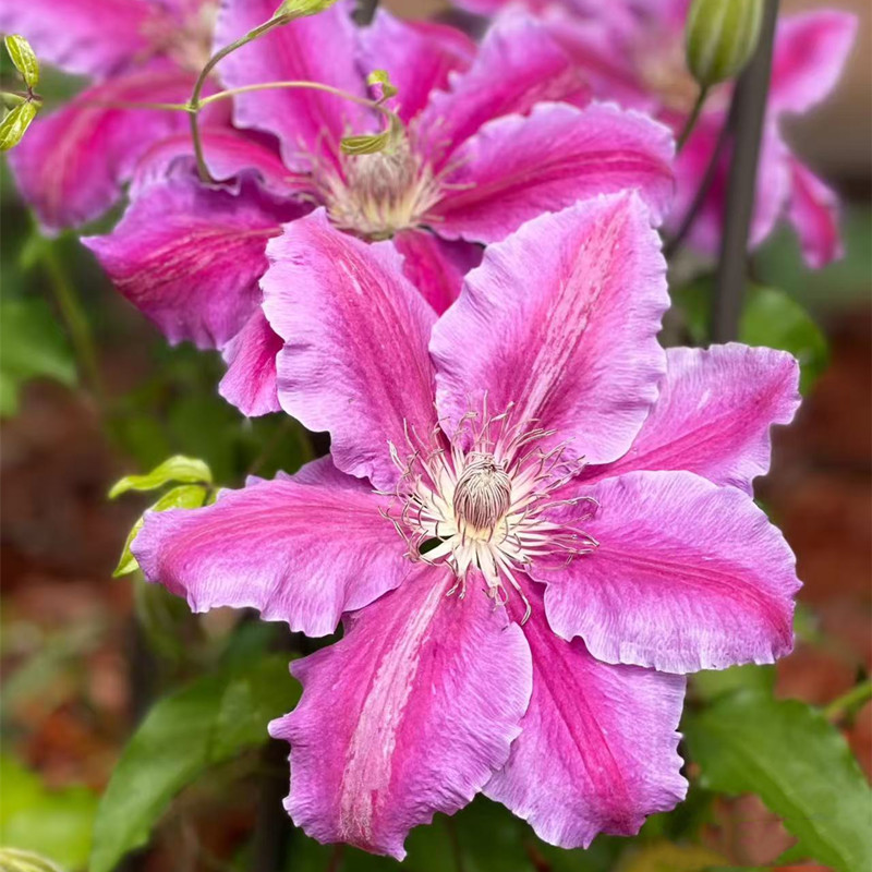 鲁佩尔博士铁线莲花小苗盆栽早花大花阳台垂吊花卉爬墙藤本绿植物