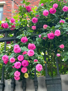 无刺月季花西枝牡丹月季玫瑰爬藤蔷薇大花藤本浓香罗伊庭院阳台花