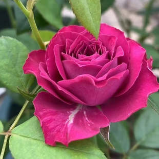 紫色珍贵时刻月季花大苗阳台大花浓香玫瑰庭院四季观花盆栽绿植物