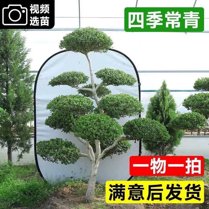 小叶造型黄杨树盆景老桩庭