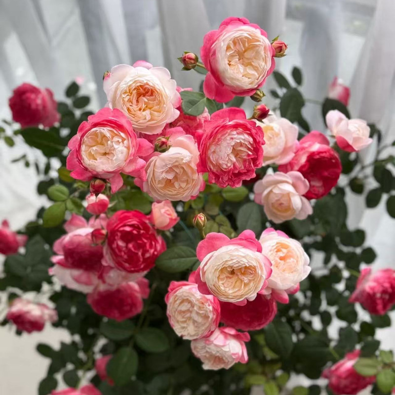 和室大花月季苗浓香玫瑰盆栽绿植