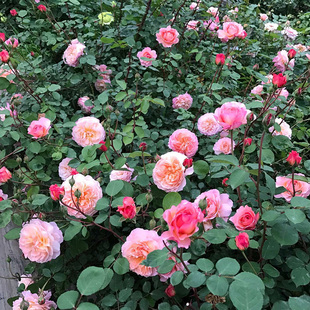 安德烈月季花苗藤本大花阳台四季玫瑰庭院爬藤花卉攀缘蔷薇花植物