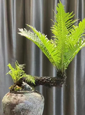 富贵蕨盆栽室内客厅办公室观叶绿植趣味小桩园林假山鱼池配景植物