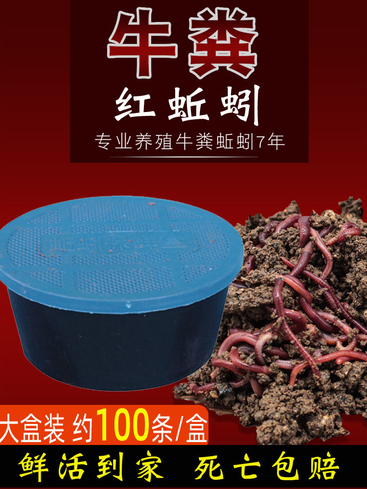 蚯蚓活饵鲜活红蚯蚓大号鱼饵饵料钓鱼红蚯蚓活体野钓打窝大盒装,户外/登山/野营/旅行用品,活饵/谷麦饵等饵料,淘宝优惠券,粉丝福利购,淘宝优惠卷