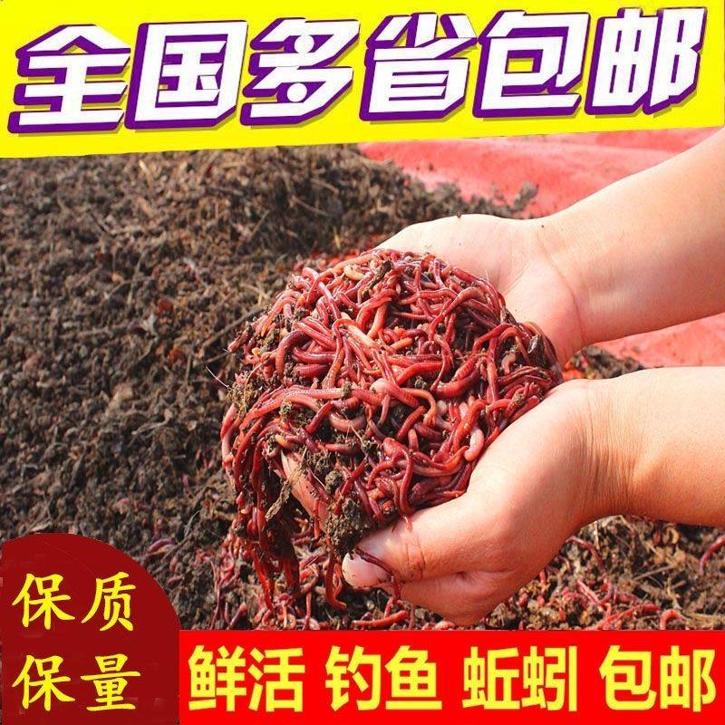 蚯蚓活饵鲜活盒装散装红蚯蚓垂钓野钓鲫鱼鲤鱼黄刺鱼鱼饵料通杀,户外/登山/野营/旅行用品,活饵/谷麦饵等饵料,淘宝优惠券,粉丝福利购,淘宝优惠卷