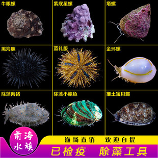 食藻螺牛眼螺金环塔螺蝾螺翻沙螺海胆海猪吃藻生物海水鱼缸活体