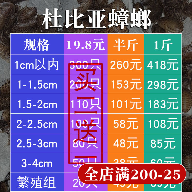 杜比亚蟑螂繁殖组幼体蜥蜴守宫乌龟龙鱼活饵饲料超樱桃蟋蟀