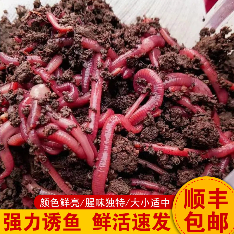 牛粪红蚯蚓活饵鲜活鱼饵红虫野钓盒装蚯蚓鲫鱼鲤鱼食通杀饵料小药,户外/登山/野营/旅行用品,活饵/谷麦饵等饵料,淘宝优惠券,粉丝福利购,淘宝优惠卷