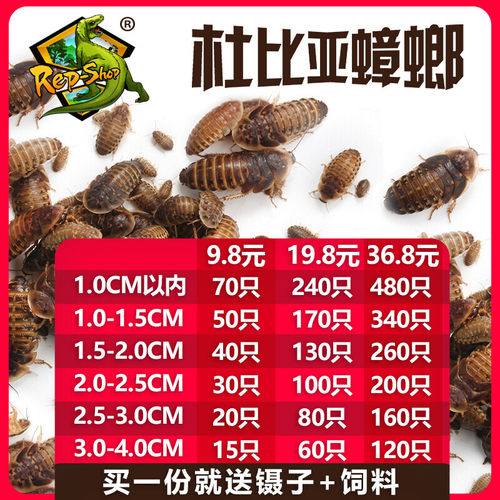 杜比亚蟑螂活虫繁殖组幼体蜥蜴角蛙守宫乌龟龙鱼活体饵饲料超樱桃